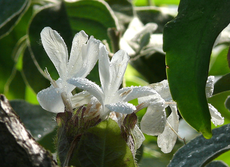 Barlerie Acanthaceae am 27.05.2009 in Wilhelma/Stuttgart