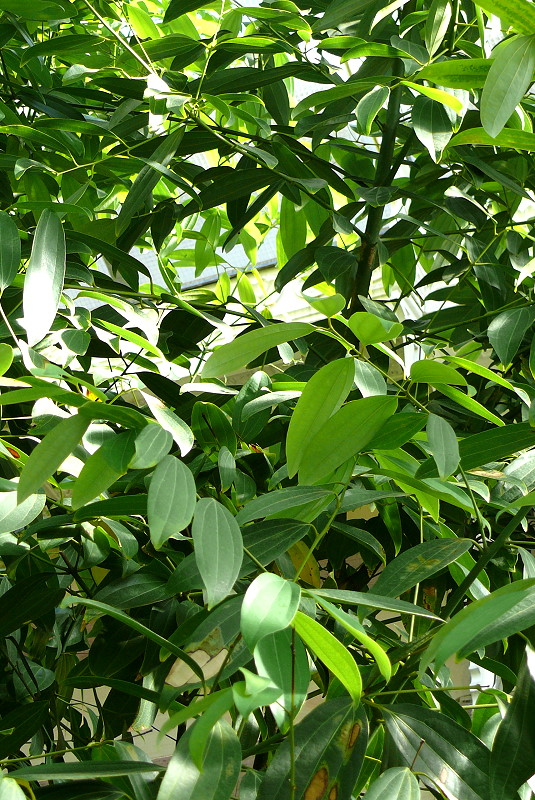 Ceylon-Zimtrindenbaum am 17.05.2009 in Wilhelma/Stuttgart