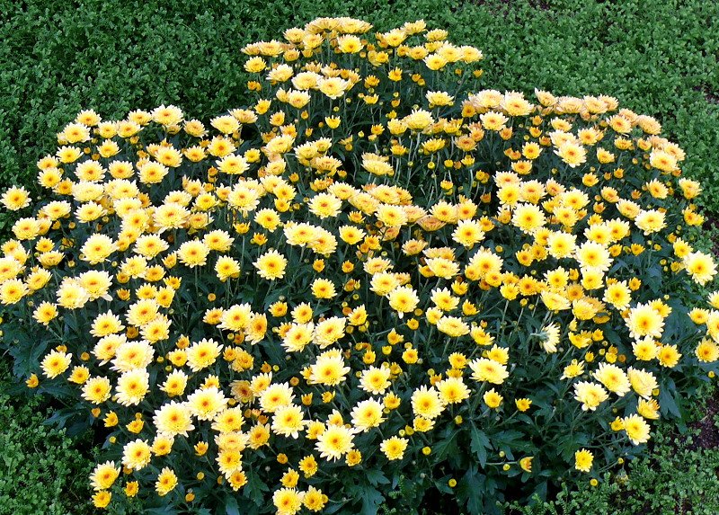 Garten Chrysantheme am 02.11.2008 in Wilhelma/Stuttgart