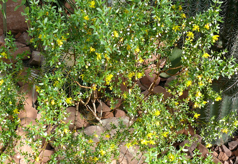 Kreosotbusch (Zygophyllaceae) am 27.05.2009 in Wilhelma/Stuttgart