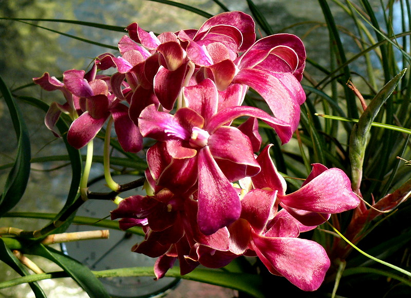 Orchidee 27.05.2009 in Wilhelma/Stuttgart
