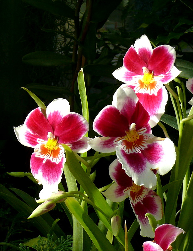Orchidee am 27.05.2009 in Wilhelma/Stuttgart