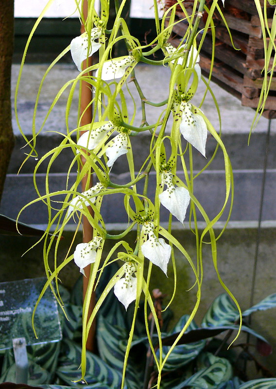 Orchidee Brassia am 27.05.2009 in Wilhelma/Stuttgart