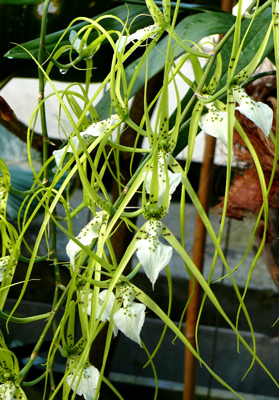 Orchidee Brassia am 27.05.2009 in Wilhelma/Stuttgart