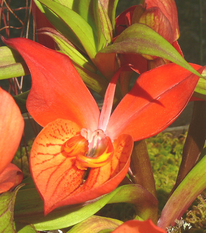 Orchidee Disa-Hybrid 'Red Beauty' am 17.05.2009 in Wilhelma/Stuttgart 