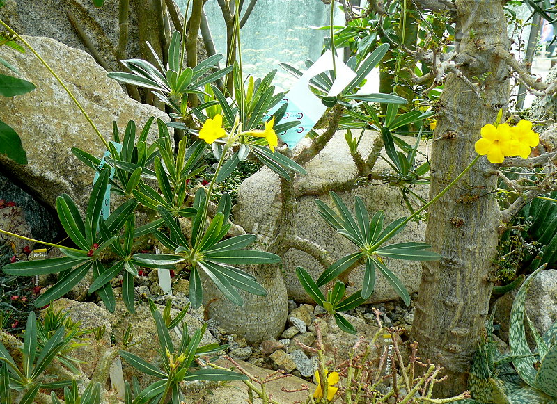 Pachypodium rosulatum Baker am 18.05.2013 in Wilhelma/Stuttgart