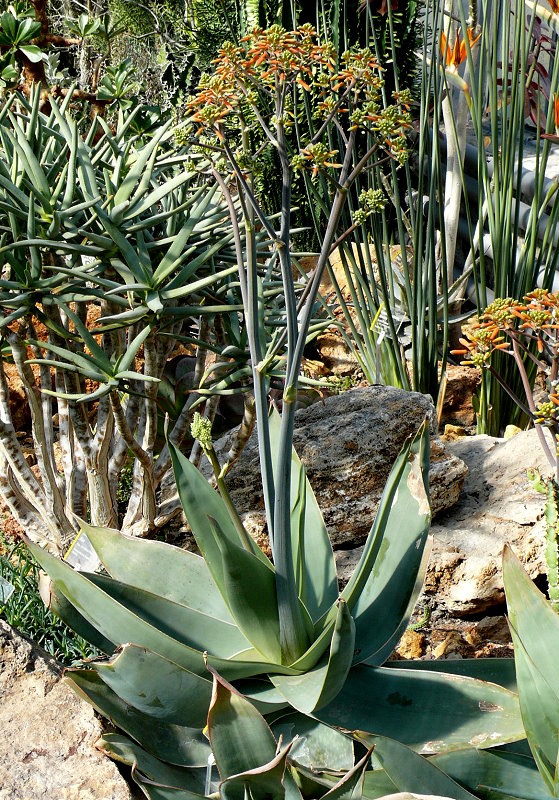 Rotrandige Aloe am 17.03.2010 in Wilhelma/Stuttgart