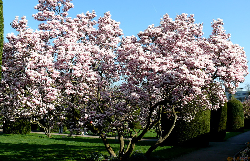 bluehende-magnolie-am-14042009-wilhelmastuttgart-31972.jpg