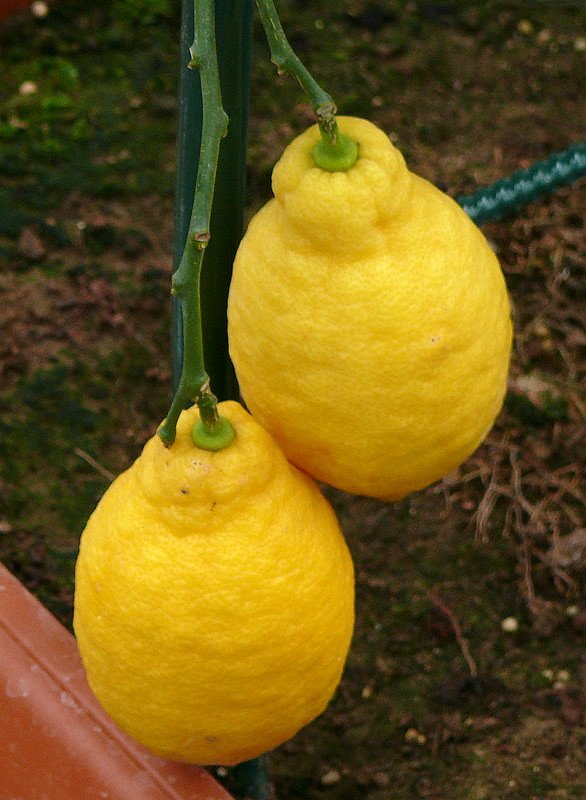 Citrus limon - Zitrone am 30.03.2009 im Blhenden Barock Ludwigsburg