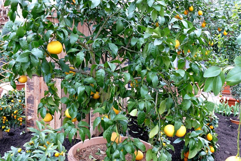 Citrus paradisi - Grapefruit am 30.03.2009 im Blhenden Barock Ludwigsburg