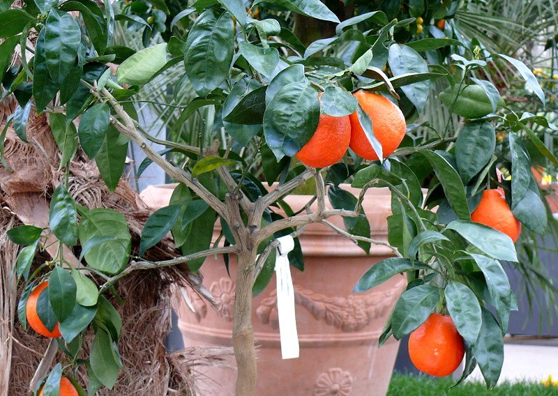 Citrus tangelo minneola - Kreuzung aus Mandarine und Grapefruit am 30.03.2009 im Blhenden Barock Ludwigsburg