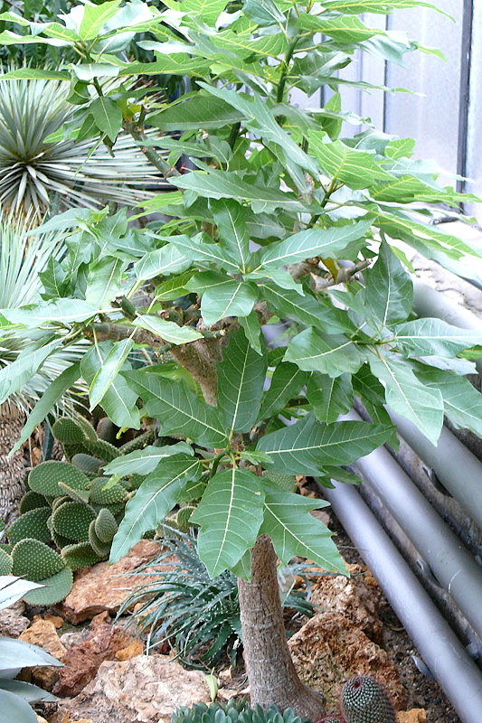 Melonenbaum (Papaya) am 02.11.2008 in Wilhelma/Stuttgart