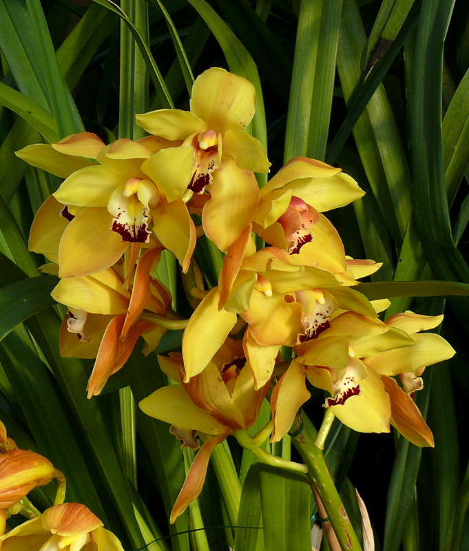 Orchidee am 03.04.2009 in Stuttgart/Wilhelma