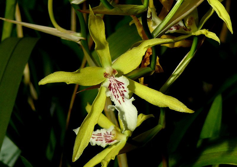 Orchidee am 05.07.2008 in Wilhelma/Stuttgart