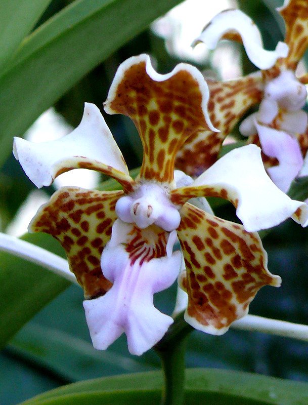 Orchidee) am 05.07.2008 in Wilhelma/Stuttgart