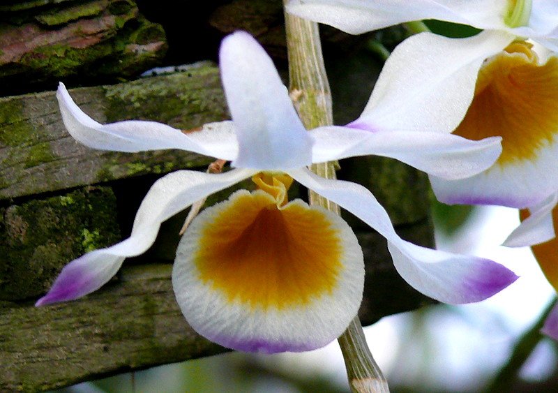 Orchidee am 07.08.2008 in Wilhelma/Stuttgart