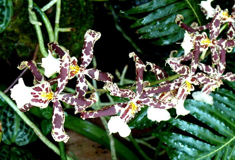 Orchidee am 15.06.2008 in Wilhelma/Stuttgart