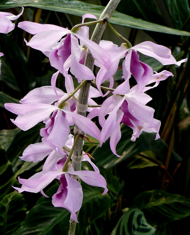 Orchidee Baumstendel (Dendrobium) am 03.04.2009 in Stuttgart/Wilhelma