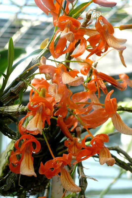 Orchidee Dendrobium am 22.03.2009 in Wilhelma/Stuttgart