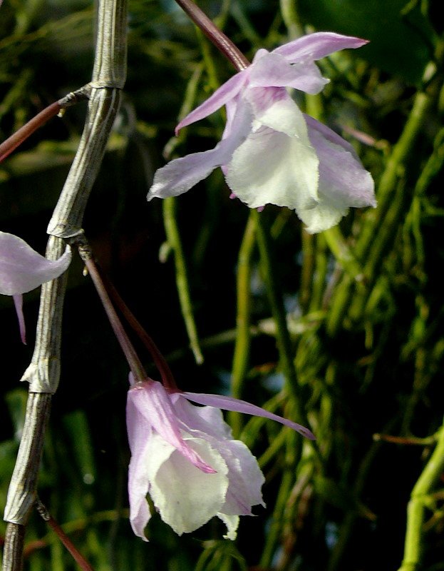 Orchidee Dendrobium pieradii am 22.03.2009 in Wilhelma/Stuttgart