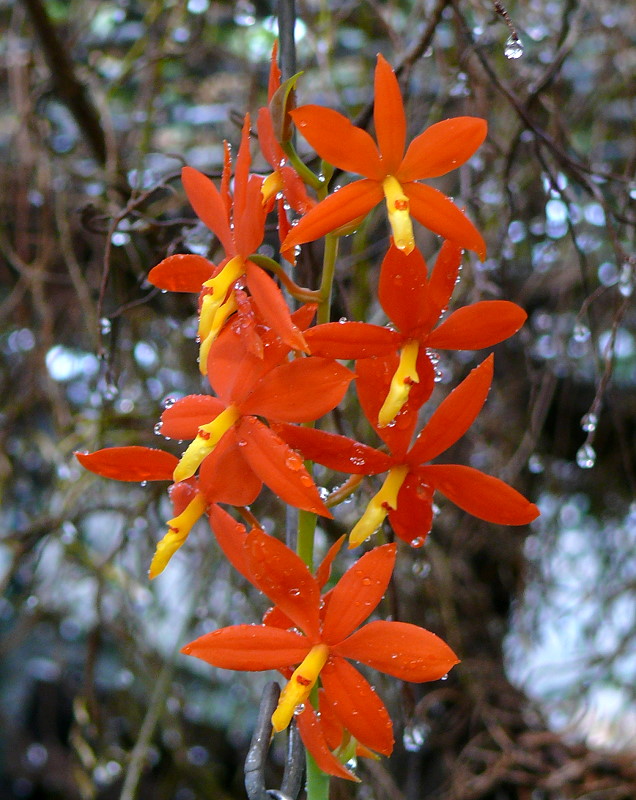 Orchidee Encycli (Epidendrum) am 03.04.2009 in Stuttgart/Wilhelma