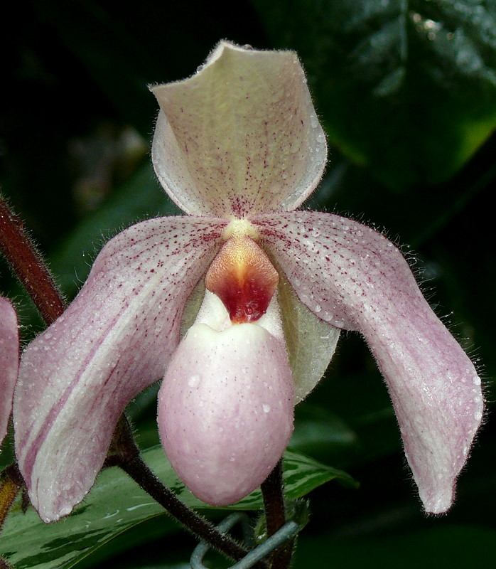 Orchidee Venusschuh am 03.04.2009 in Stuttgart/Wilhelma