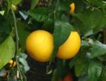 zitrusbaume/13828/citrus-paradisi---grapefruit-am-30032009 Citrus paradisi - Grapefruit am 30.03.2009 im Blhenden Barock Ludwigsburg