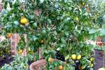 zitrusbaume/13829/citrus-paradisi---grapefruit-am-30032009 Citrus paradisi - Grapefruit am 30.03.2009 im Blhenden Barock Ludwigsburg