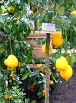 zitrusbaume/13832/citrus-limonimedica-rubra---zedrat-zitrone-am Citrus limonimedica Rubra - Zedrat-Zitrone am 30.03.2009 im Blhenden Barock Ludwigsburg