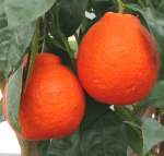 zitrusbaume/13833/citrus-tangelo-minneola---kreuzung-aus Citrus tangelo minneola - Kreuzung aus Mandarine und Grapefruit am 30.03.2009 im Blhenden Barock Ludwigsburg