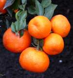 zitrusbaume/13836/citrus-clementine-am-30032009-im-bluehenden Citrus clementine am 30.03.2009 im Blhenden Barock Ludwigsburg