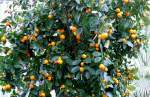 zitrusbaume/13837/citrus-clementine-am-30032009-im-bluehenden Citrus clementine am 30.03.2009 im Blhenden Barock Ludwigsburg