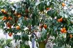 zitrusbaume/13839/citrus-sinensis-solitaer---orange-am Citrus sinensis Solitr - Orange am 30.03.2009 im Blhenden Barock Ludwigsburg