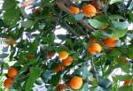 Citrus sinensis Solitr - Orange am 30.03.2009 im Blhenden Barock Ludwigsburg