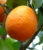 zitrusbaume/13841/citrus-sinensis-solitaer---orange-am Citrus sinensis Solitr - Orange am 30.03.2009 im Blhenden Barock Ludwigsburg