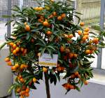 zitrusbaume/13843/citrus-margarita---zierorange-am-30032009 Citrus margarita - Zierorange am 30.03.2009 im Blhenden Barock Ludwigsburg