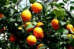 zitrusbaume/13849/citrus-aurantium---kreuzung-aus-mandarine Citrus aurantium - Kreuzung aus Mandarine und Pampelmuse am 30.03.2009 im Blhenden Barock Ludwigsburg