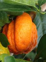 zitrusbaume/13852/citrus-aurantium---kreuzung-aus-mandarine Citrus aurantium - Kreuzung aus Mandarine und Pampelmuse am 30.03.2009 im Blhenden Barock Ludwigsburg