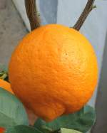 zitrusbaume/13853/citrus-mitis-foliis-varuegatis---clementinenfrucht Citrus mitis Foliis varuegatis - Clementinenfrucht am 30.03.2009 im Blhenden Barock Ludwigsburg