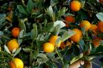 zitrusbaume/13854/citrus-mitis-foliis-varuegatis---clementinenfrucht Citrus mitis Foliis varuegatis - Clementinenfrucht am 30.03.2009 im Blhenden Barock Ludwigsburg