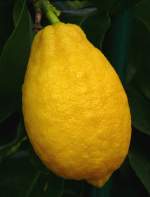 zitrusbaume/19711/citrus-limon---zitrone-am-30032009 Citrus limon - Zitrone am 30.03.2009 im Blhenden Barock Ludwigsburg
