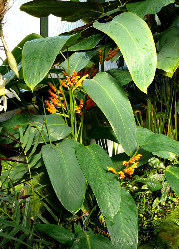 Blumenmaranthe (Marantaceae) am 27.05.2009 in Wilhelma/Stuttgart