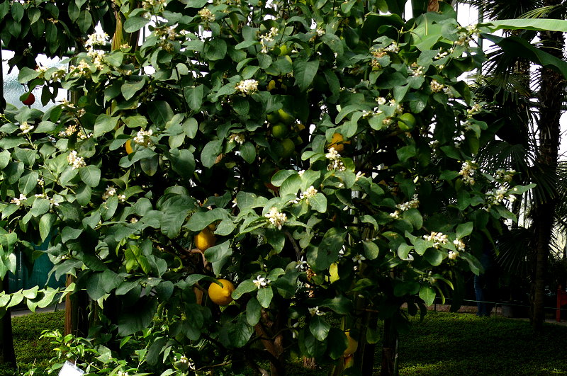 Citrus natsudaidai am 17.03.2010 in Wilhelma/Stuttgart
