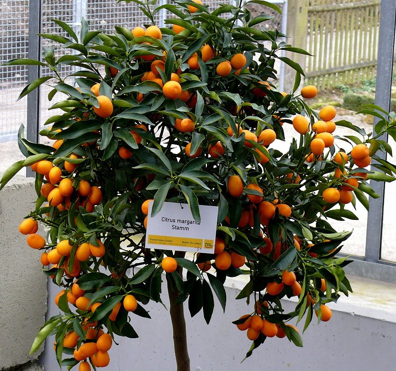 Citrus margarita - Zierorange am 30.03.2009 im Blhenden Barock Ludwigsburg