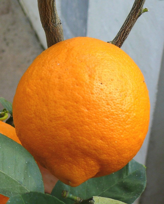 Citrus mitis Foliis varuegatis - Clementinenfrucht am 30.03.2009 im Blhenden Barock Ludwigsburg
