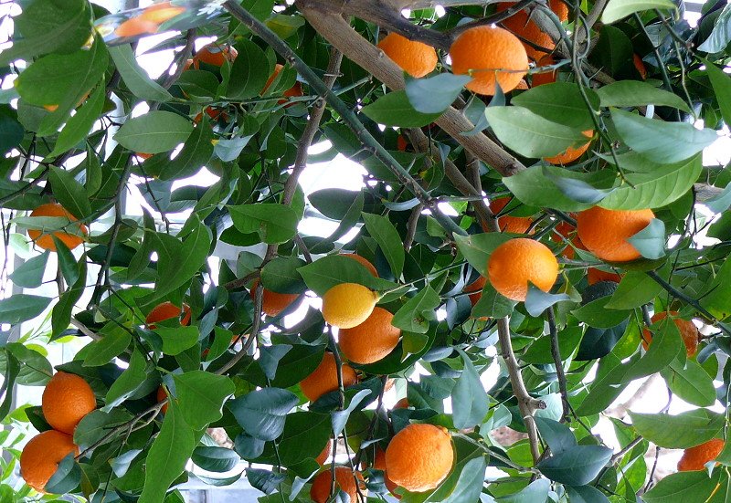 Citrus sinensis Solitr - Orange am 30.03.2009 im Blhenden Barock Ludwigsburg