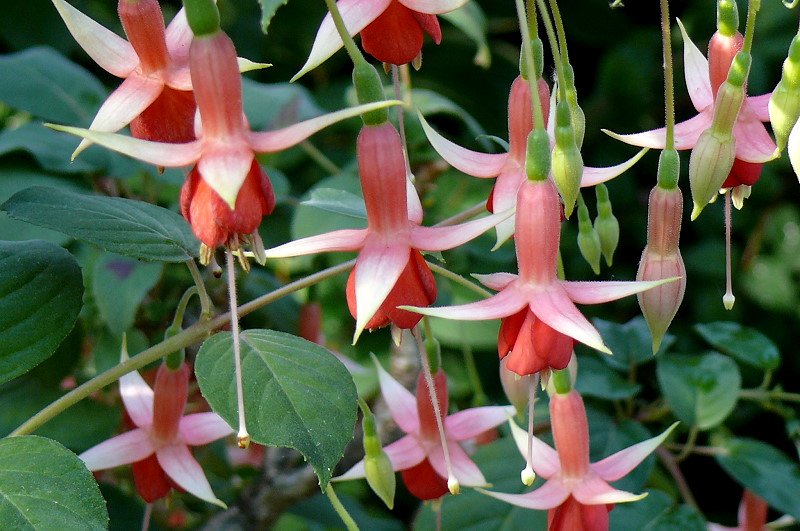 Fuchsie am 01.06.2008 in Wilhelma/Stuttgart