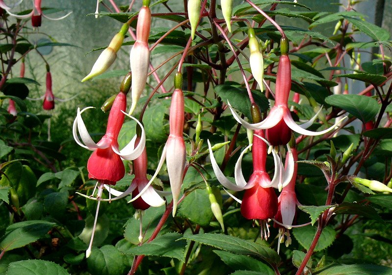 Fuchsie am 01.06.2008 in Wilhelma/Stuttgart