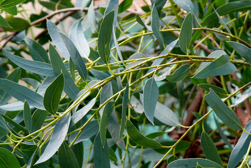 Gesprenkelter Eukalyptus am 03.04.2009 in Wilhelma/Stuttgart