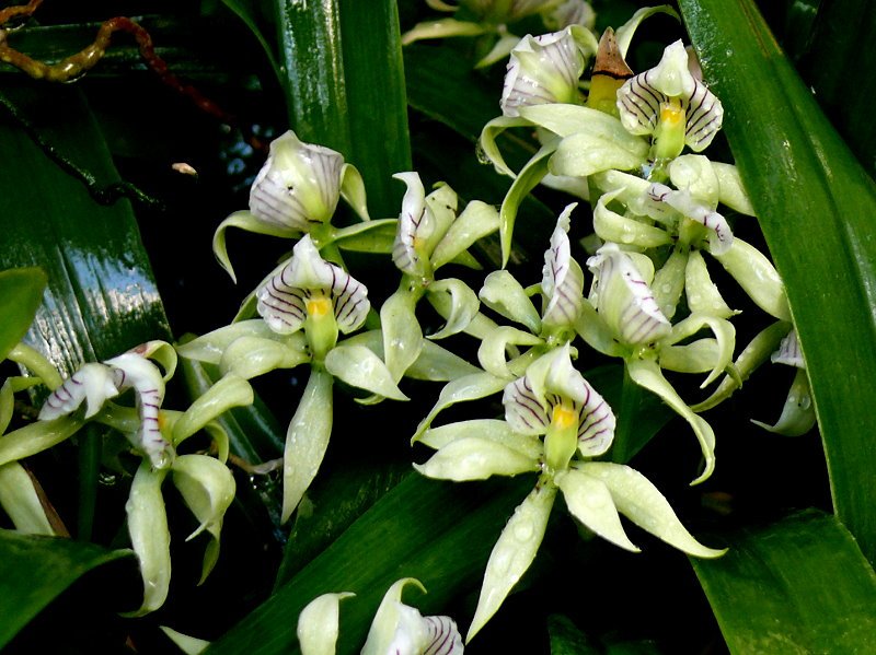 Orchidee am 14.06.2008 in Stuttgart/Wilhelma